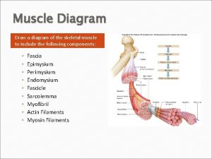 Muscle Diagram Draw a diagram of the skeletal