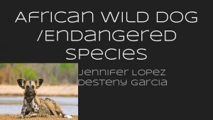 African Wild Dog Endangered Species Jennifer Lopez Desteny