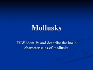 Mollusks TSW identify and describe the basic characteristics