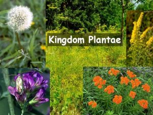 Kingdom Plantae Characteristics of plants All Plants Eukaryotic