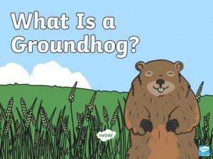 What Are Groundhogs Groundhogs sometimes called woodchucks are