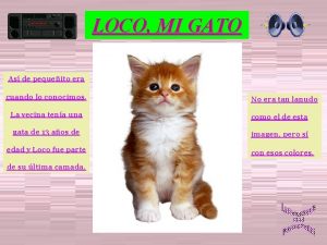 LOCO MI GATO As de pequeito era cuando