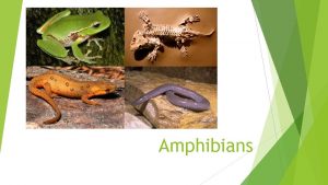 Amphibians Characteristics of Amphibians are eukaryotic heterotrophic vertebrates