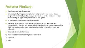 Posterior Pituitary Also known as Neurohypophysis Embryologically the