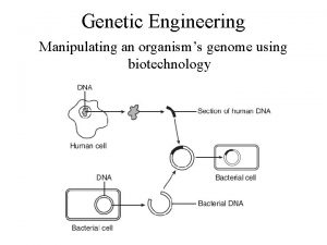 Genetic Engineering Manipulating an organisms genome using biotechnology