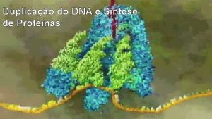 Duplicao do DNA e Sntese de Protenas CIDOS