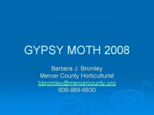 GYPSY MOTH 2008 Barbara J Bromley Mercer County