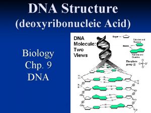 DNA Structure deoxyribonucleic Acid Biology Chp 9 DNA