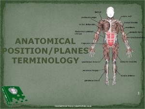 ANATOMICAL POSITIONPLANES TERMINOLOGY 1 PROPERTY OF PIMA COUNTY