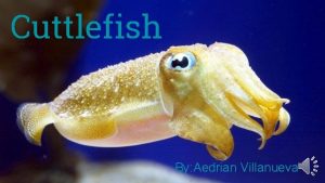 Cuttlefish By Aedrian Villanueva What in the world