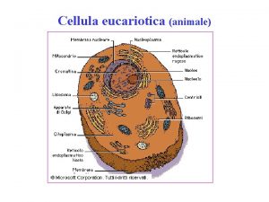 Cellula eucariotica animale Cellula eucariotica vegetale Il nucleo