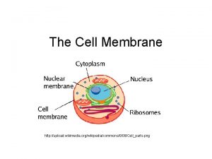 The Cell Membrane http upload wikimedia orgwikipediacommons008Cellparts png