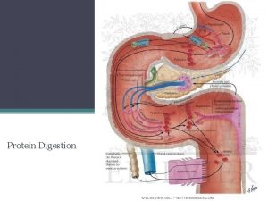 Protein Digestion Digestion of proteins introduction Proteolytic enzymes