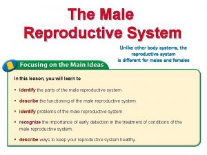The Male Reproductive System Unlike other body systems