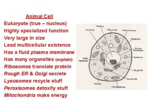 Animal Cell Eukaryote true nucleus Highly specialized function