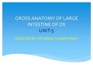 GROSS ANATOMY OF LARGE INTESTINE OF OX UNIT5