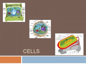 CELLS What is a cell The smallest functional