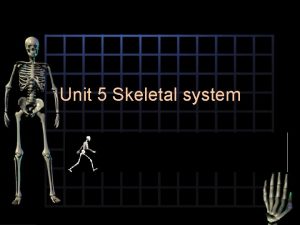 Unit 5 Skeletal system Skeletal system Composed of