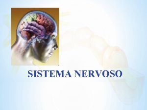 SISTEMA NERVOSO SISTEMA NERVOSO Recebe informaes ESTMULOS Interpreta