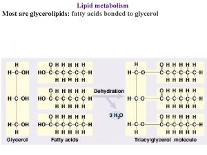 Lipid metabolism Most are glycerolipids fatty acids bonded