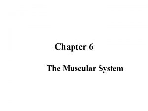 Chapter 6 The Muscular System The Muscular System