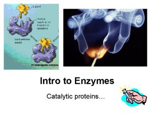 Intro to Enzymes Catalytic proteins Enzymes Speed Up