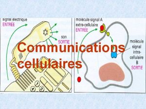 Communications cellulaires Comme les organismes multicellulaires les cellules