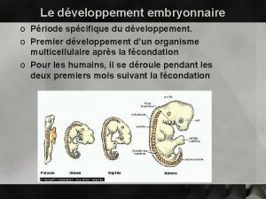 Le dveloppement embryonnaire o Priode spcifique du dveloppement