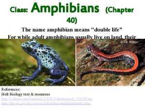 Class Amphibians Chapter 40 The name amphibian means