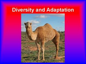 Diversity and Adaptation Adaptations An adaptation is a