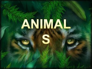 ANIMAL S ANIMAL WILD ANIMAL any animal living