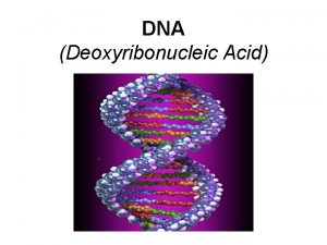 DNA Deoxyribonucleic Acid DNA DNA the blueprint of