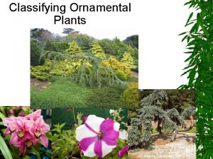 Classifying Ornamental Plants Suppose you were walking through