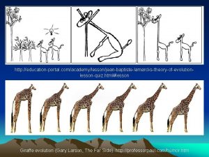 http educationportal comacademylessonjeanbaptistelamarckstheoryofevolutionlessonquiz htmllesson Giraffe evolution Gary Larson