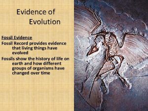 Evidence of Evolution Fossil Evidence Fossil Record provides