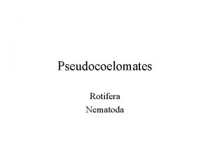 Pseudocoelomates Rotifera Nematoda Pseudocoelomates Common Characteristics Pseudocoel Mesoderm
