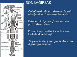 SONBAIRSAK nbarsak gibi ektodermal kkenli olduundan kitinle astarlanmtr