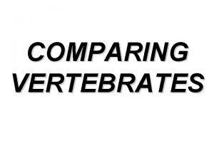 COMPARING VERTEBRATES What is a vertebrate Vertebrates are