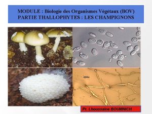 MODULE Biologie des Organismes Vgtaux BOV PARTIE THALLOPHYTES