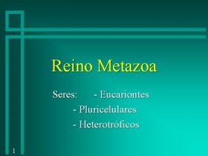 Reino Metazoa Seres Eucariontes Pluricelulares Heterotrficos 1 Classificao
