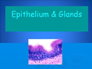 Epithelium Glands Types of Tissue Muscular Tissue Nervous
