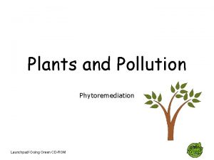 Plants and Pollution Phytoremediation Launchpad Going Green CDROM