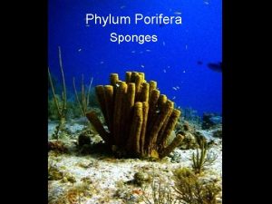 Phylum Porifera Sponges Phylum Porifera pore bearer sponges