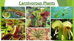 Carnivorous Plants Introduction https www youtube comwatch vO