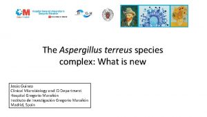 The Aspergillus terreus species complex What is new