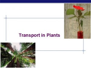 Transport in Plants AP Biology Transport in plants