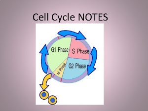 Cell Cycle NOTES How do little elephants grow