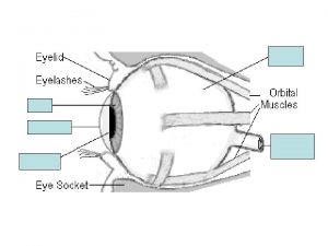 http www eyecareamerica comeyecareanatomy SCLERA The sclera is