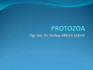 PROTOZOA r Gr Dr Perihan ERKAN ALKAN Parazitlerin