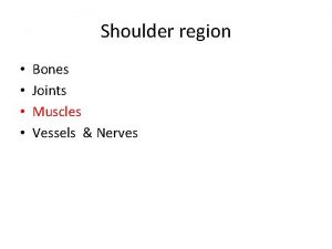 Shoulder region Bones Joints Muscles Vessels Nerves Classifications